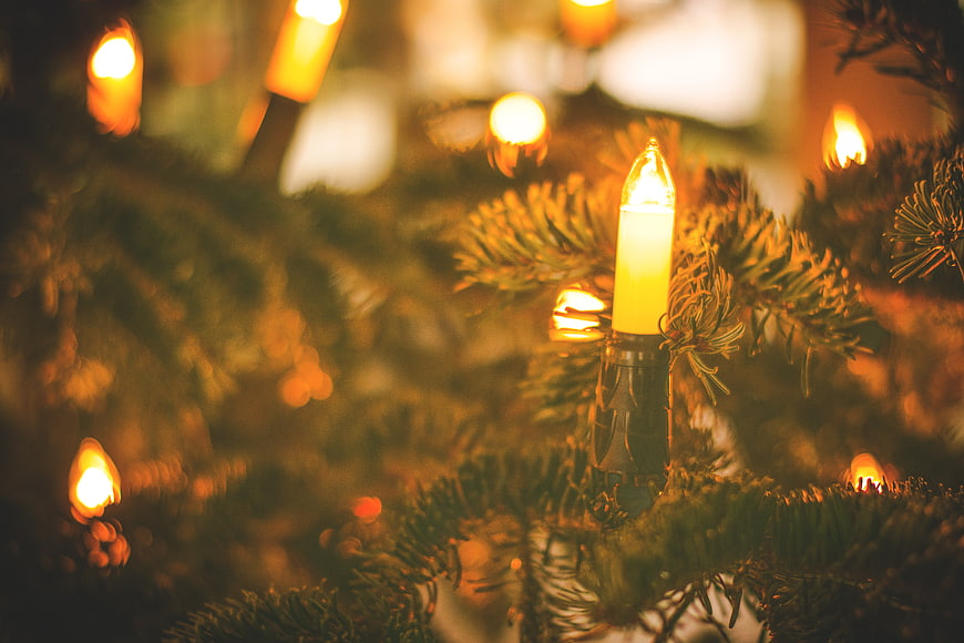 Close-up of warm Christmas lights on pine tree branches