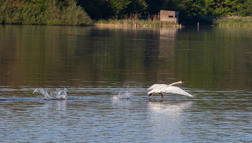 White Swan Taking Off from Lake Water