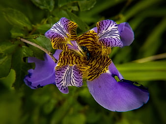 Close-up of Purple and Yellow Wild Iris Flower