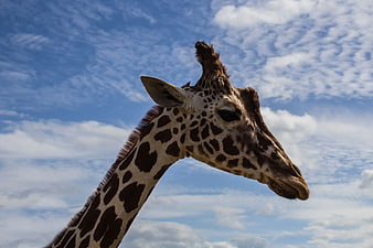 Close-up of Giraffe Head Against Blue Sky with Clouds