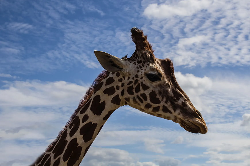 Close-up of Giraffe Head Against Blue Sky with Clouds