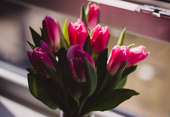 Pink tulips in a vase on a sunny windowsill