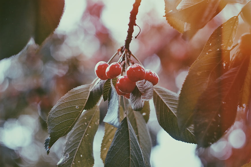 Close-up of ripe red cherries on a branch with leaves