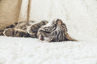 Sleeping Tabby Cat on White Blanket