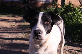 Portrait of a black and white dog looking at camera