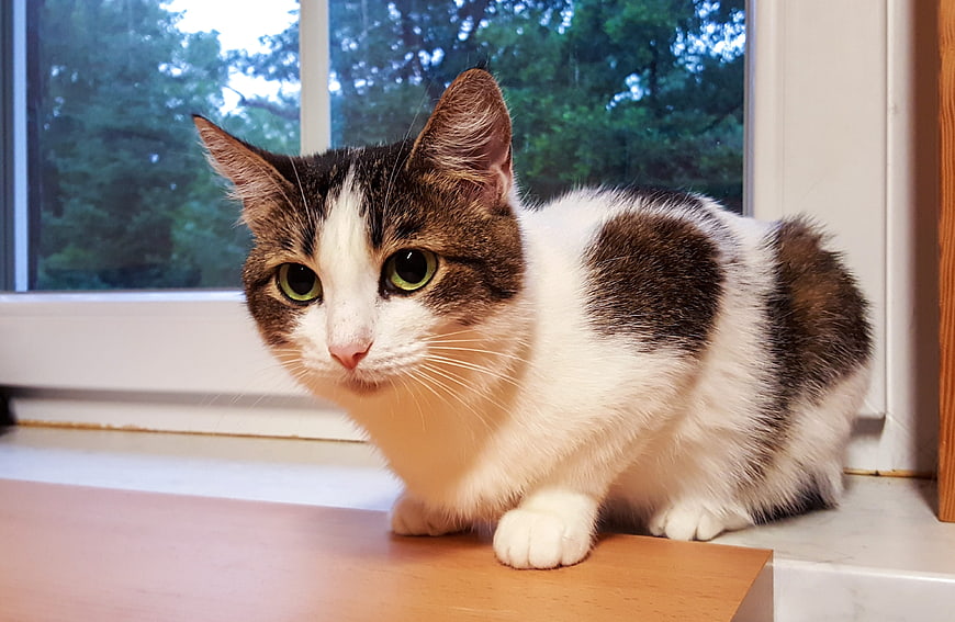 Curious white and brown tabby cat sitting on wooden table