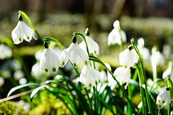 White Snowdrops Blooming in Spring Forest