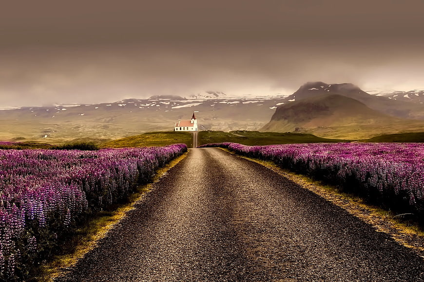 Gravel Road Through Purple Lupine Field to White Church