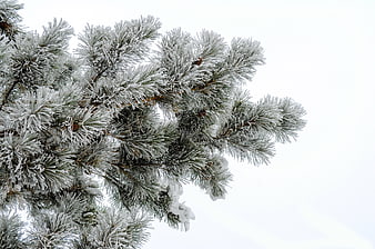 Snow-covered pine branch with white sky background