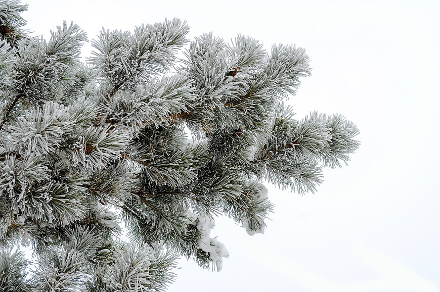 Snow-covered pine branch with white sky background