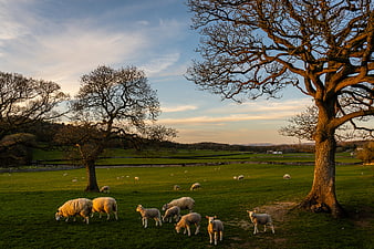 Sheep and Lambs Grazing in Pasture at Sunset