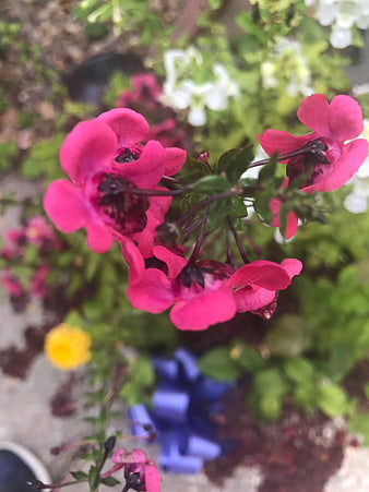 Close-up of vibrant pink flowers with blurred garden background