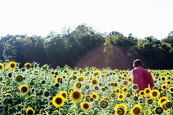 Man Walking Through Sunflower Field in Summer Sunlight