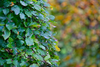 Close-up of green beech hedge with blurred autumn background