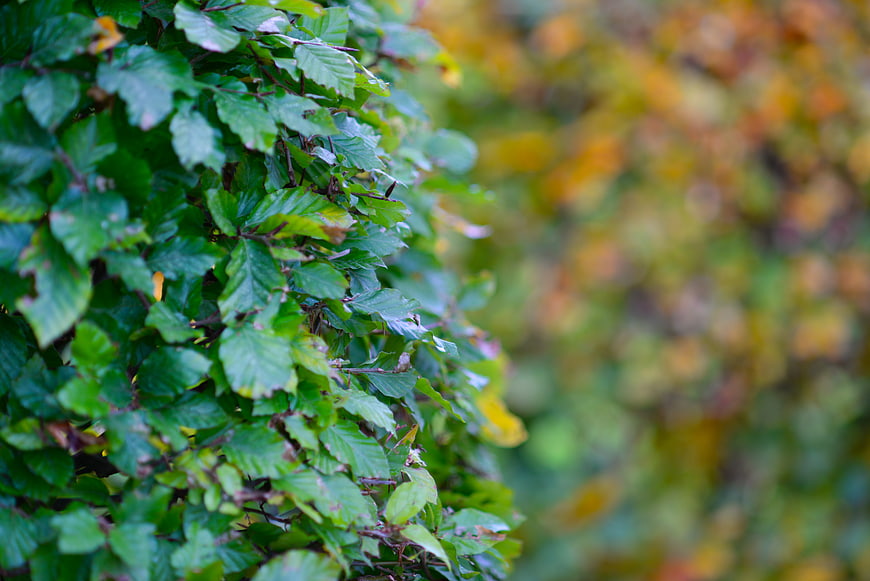 Close-up of green beech hedge with blurred autumn background