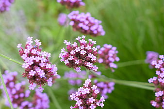 Close-up of purple verbena flowers in a green field