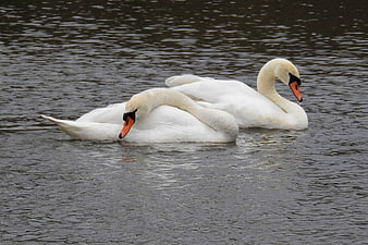 Two white mute swans swimming peacefully on a lake