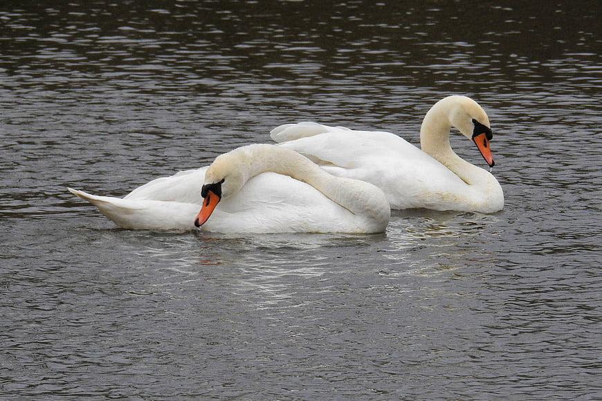Two white mute swans swimming peacefully on a lake