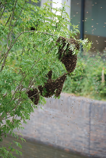 Large Bee Swarm Clustering on Green Tree Branches