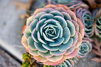 Close-up of Blue Echeveria Succulent with Pink Edges