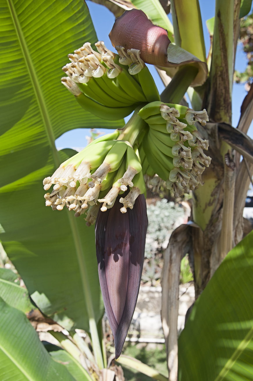 Close-up of green banana bunch with purple flower bud