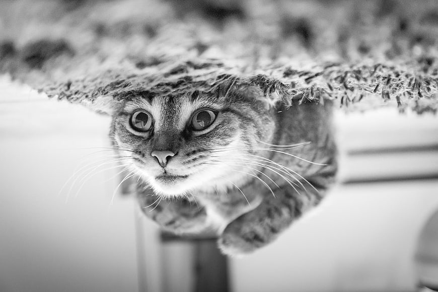 Curious Tabby Cat Peeking Under Rug