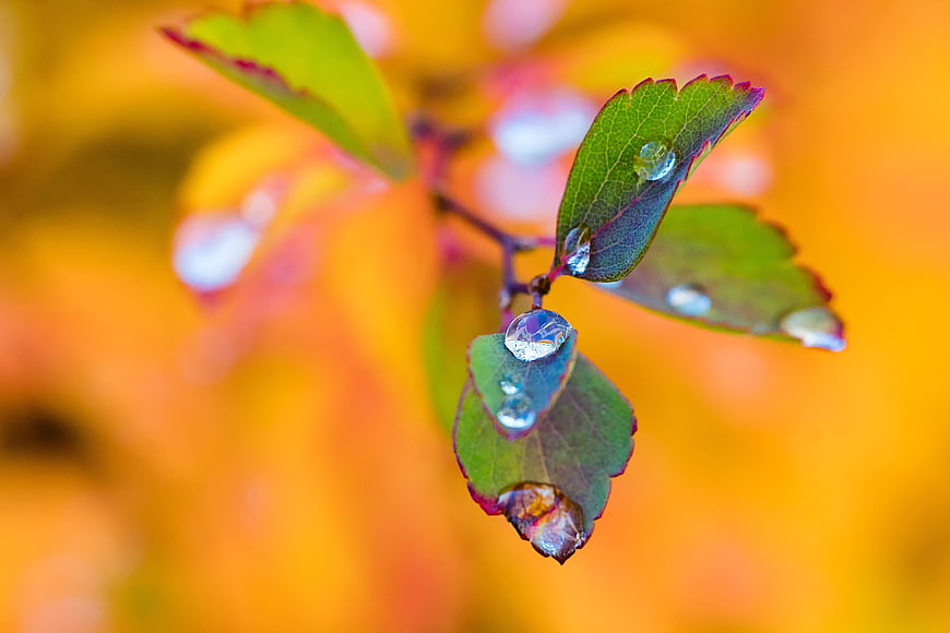 Macro shot of green leaves with water droplets against orange autumn background
