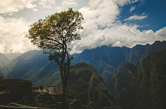 Lone Tree at Machu Picchu with Mountain Landscape
