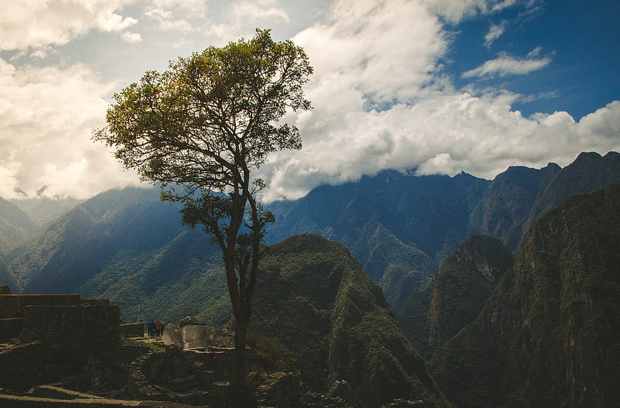 Lone Tree at Machu Picchu with Mountain Landscape