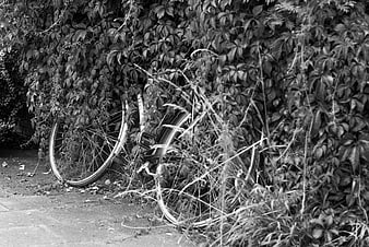 Abandoned bicycle leaning against overgrown ivy wall in black and white