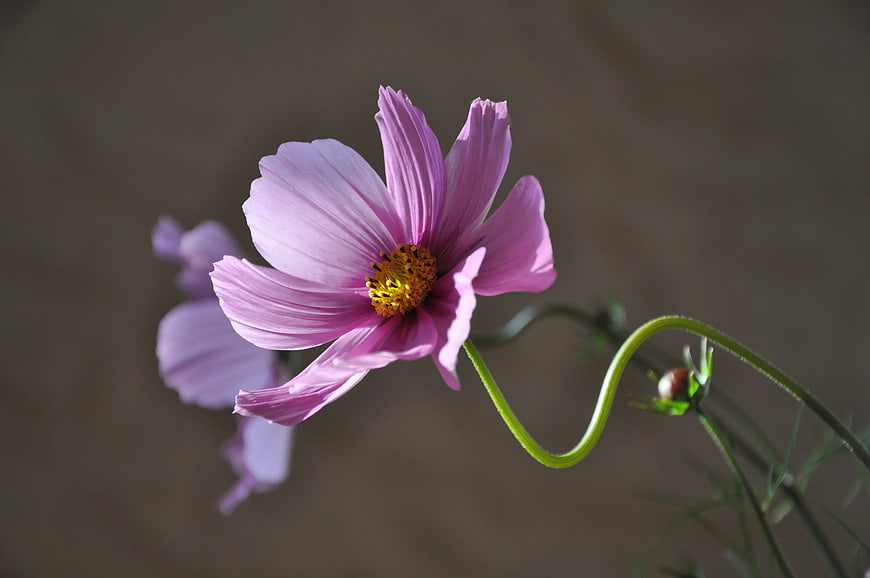 Pink Cosmos Flower Close-Up with Yellow Center