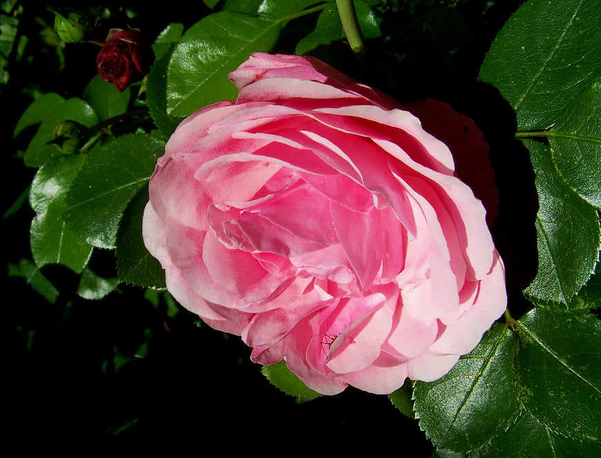 Close-up of a vibrant pink rose with green leaves