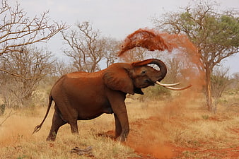 African Elephant Throwing Red Dust in Savanna