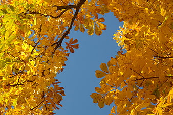 Golden Autumn Chestnut Leaves Framing Blue Sky