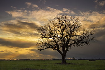 Silhouette of a bare tree in a field at sunset