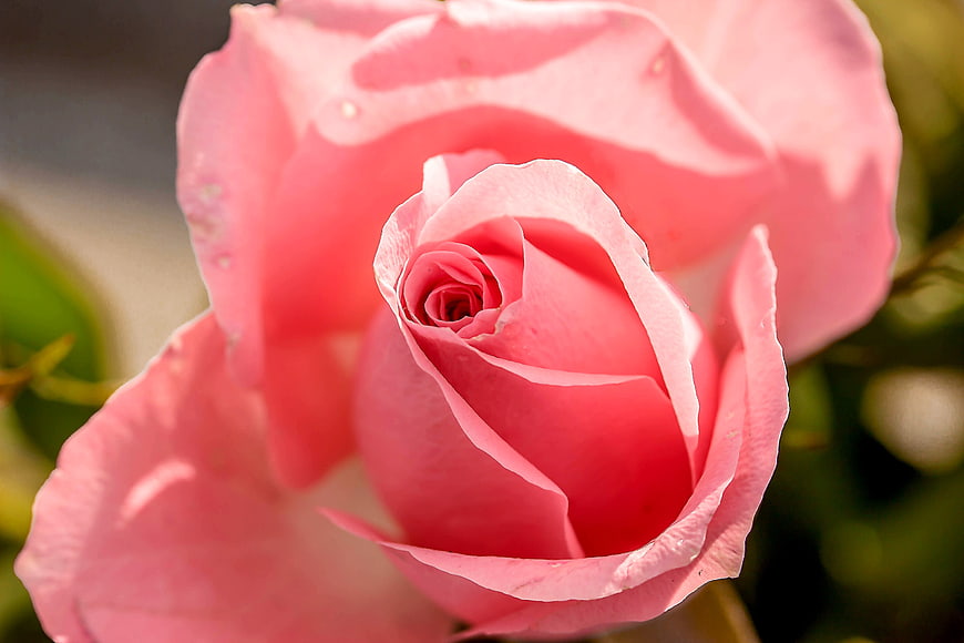 Close-up of a vibrant pink rose bloom with soft petals