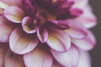 Close-up of Pink Dahlia Flower Petals with Soft Focus