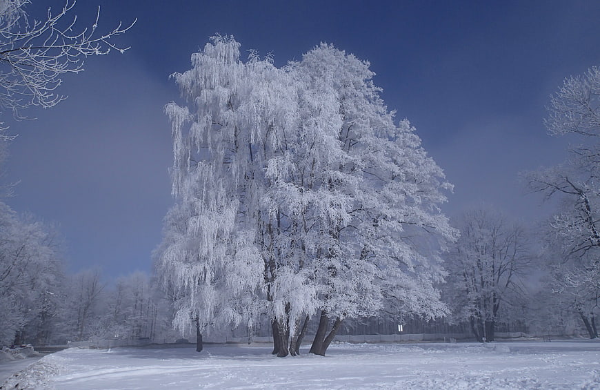 Frost-covered willow tree in a snowy winter park