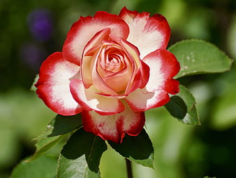 Close-up of a red and white bicolored rose bloom