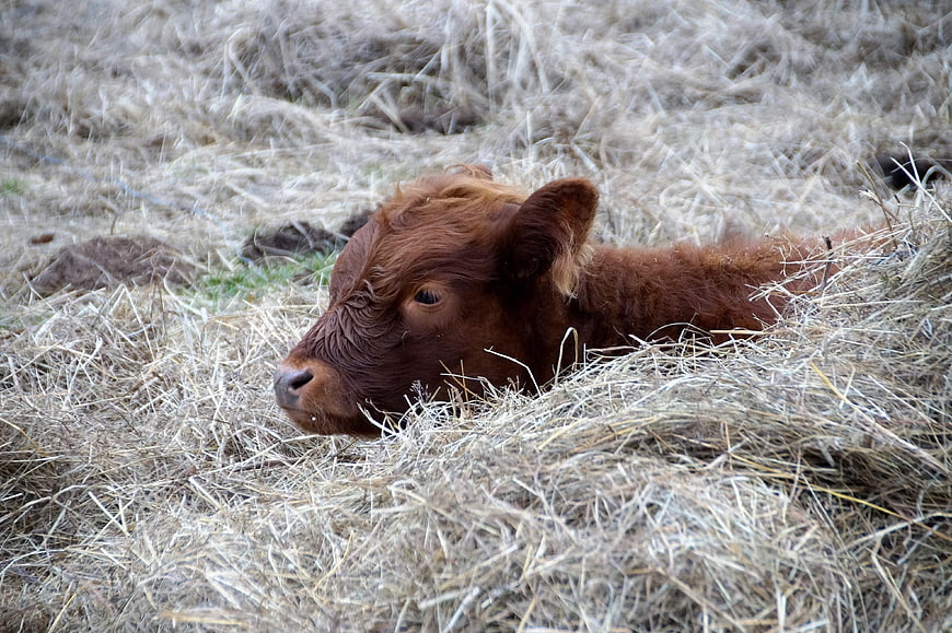 Cute brown calf resting in dry hay field