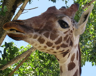 Close-up of a giraffe head eating leaves from a tree