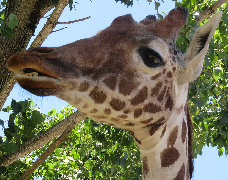 Close-up of a giraffe head eating leaves from a tree