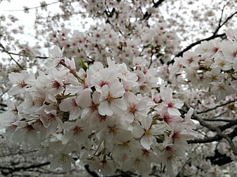 Cherry Blossom Branches In Full Spring Bloom