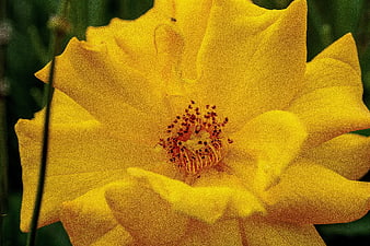 Close-up of a vibrant yellow rose with detailed stamens