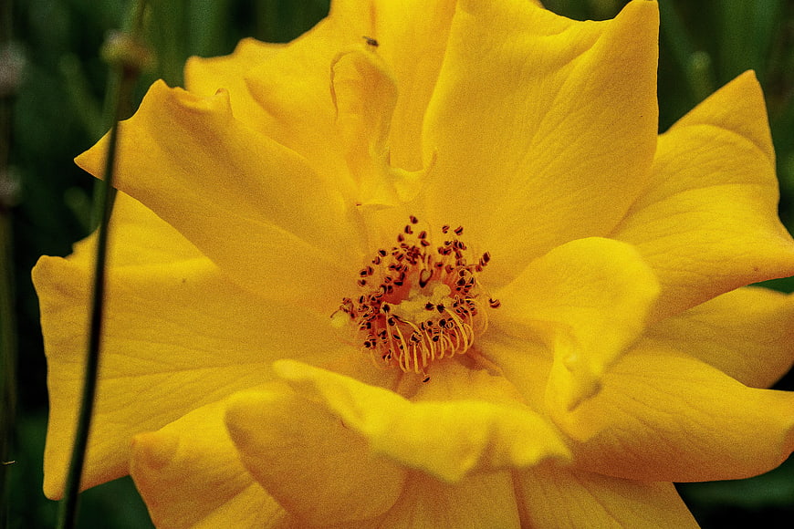 Close-up of a vibrant yellow rose with detailed stamens