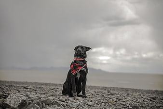 Black dog with red plaid bandana sitting on rocky beach