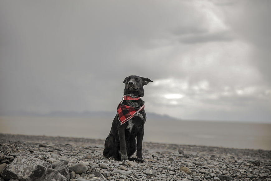 Black dog with red plaid bandana sitting on rocky beach