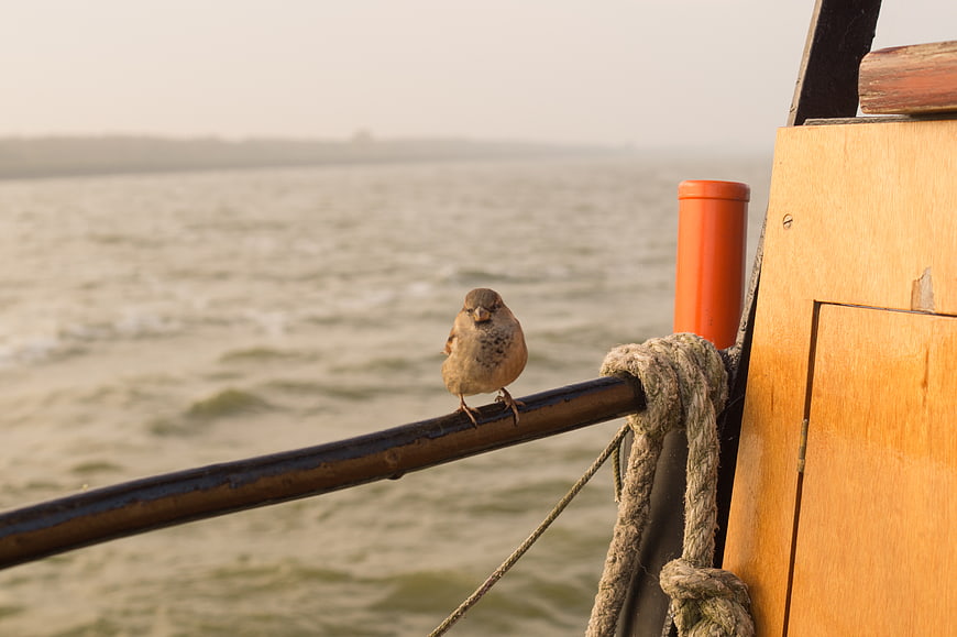 Small Sparrow Perched on Boat Railing by Water