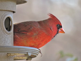 Male Northern Cardinal perched on bird feeder