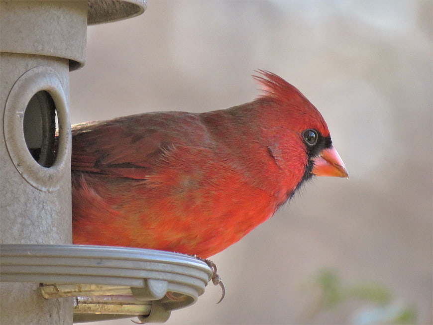 Male Northern Cardinal perched on bird feeder